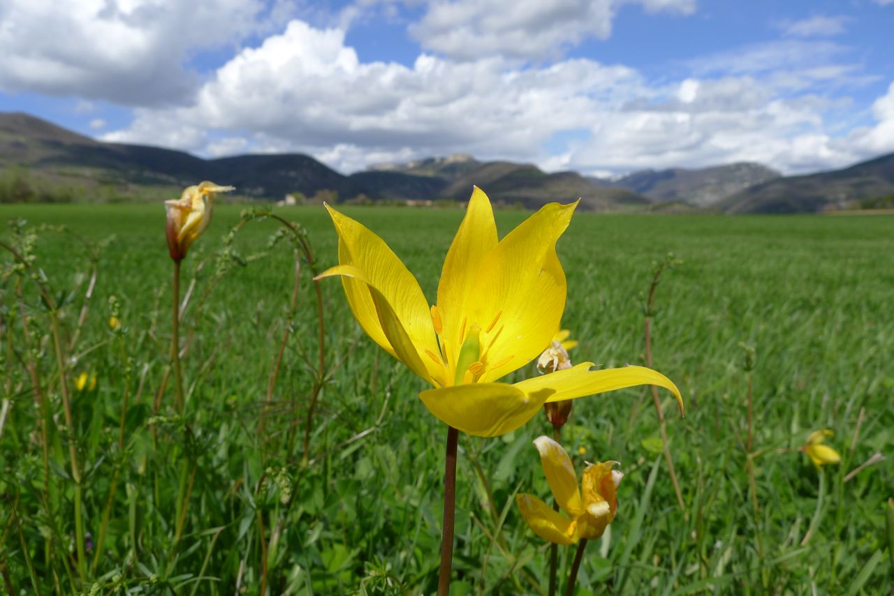 tulipa.jpg