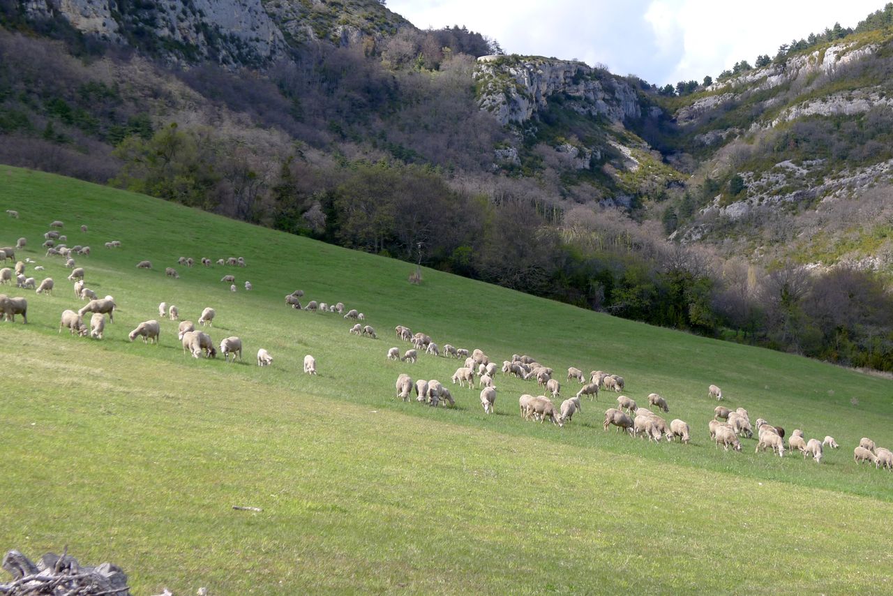 moutons.jpg