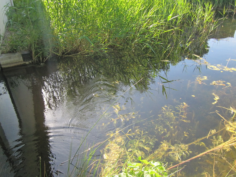 IMG_0030_resize.JPG