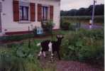 chien chevre