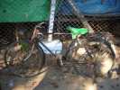 velo birman