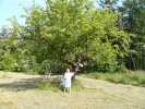 arbre a velo