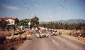 moutons_corse