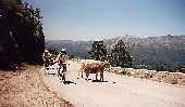 vache_corse