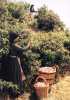 Agros