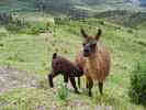 Lama