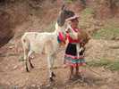 Lama