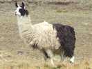 Lama