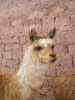 Lama