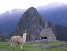 lama