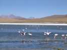salar