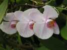 kandy jardin botanique