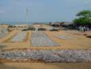 negombo pecheur