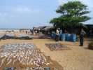 negombo pecheur