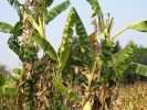 banane thailande