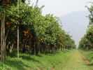 orange thailande