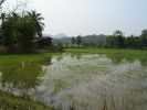 riz thailandais