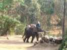 &eacute;l&eacute;phants thailande