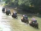 elephant thailande
