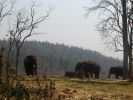 &eacute;l&eacute;phants thailande