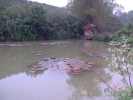 Vietnam ferme du Colvert