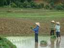 vietnam culture du riz