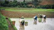 vietnam culture riz