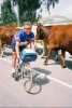 sicile vache