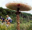 champignons