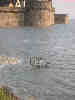 maree