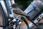oiseau