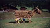 vache ffct