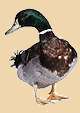 canard
