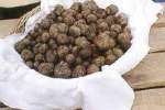 truffe