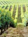 vignes cepage