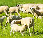 moutons