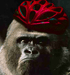 Avatar du membre