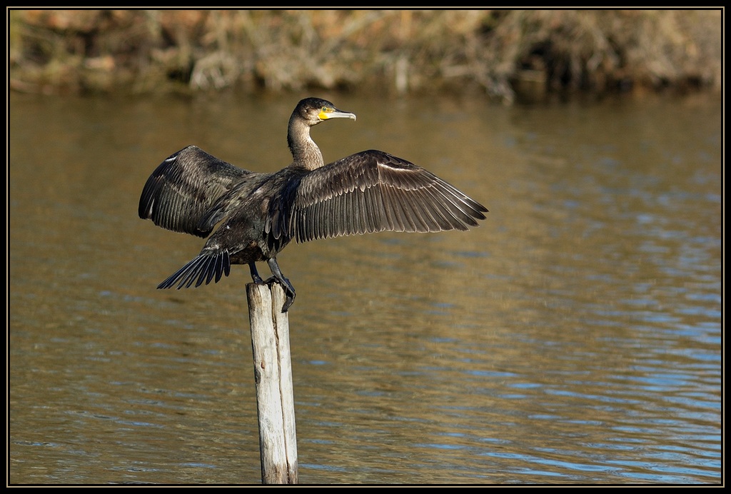 Grand cormoran