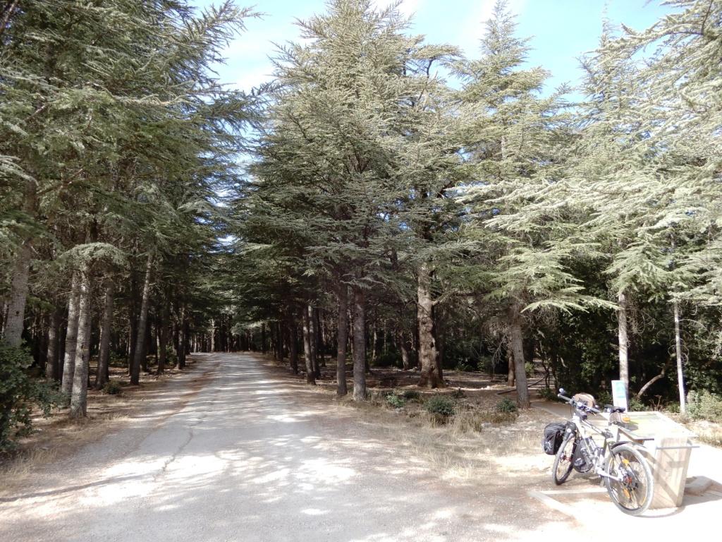 Forêt de Cèdres