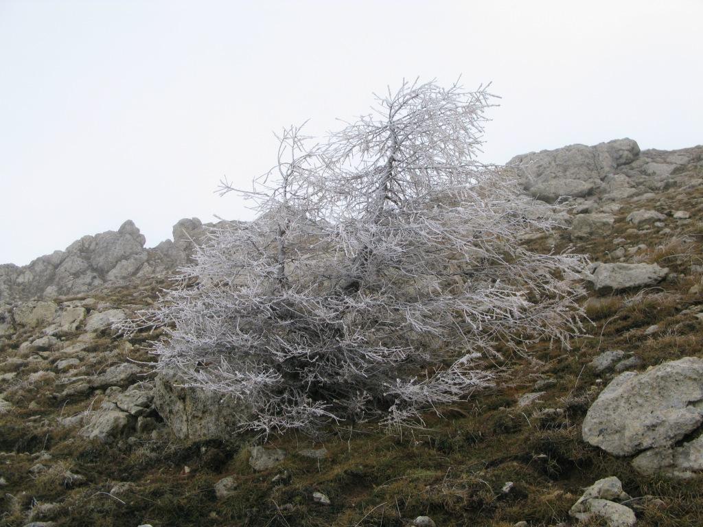 Mélèze givré.