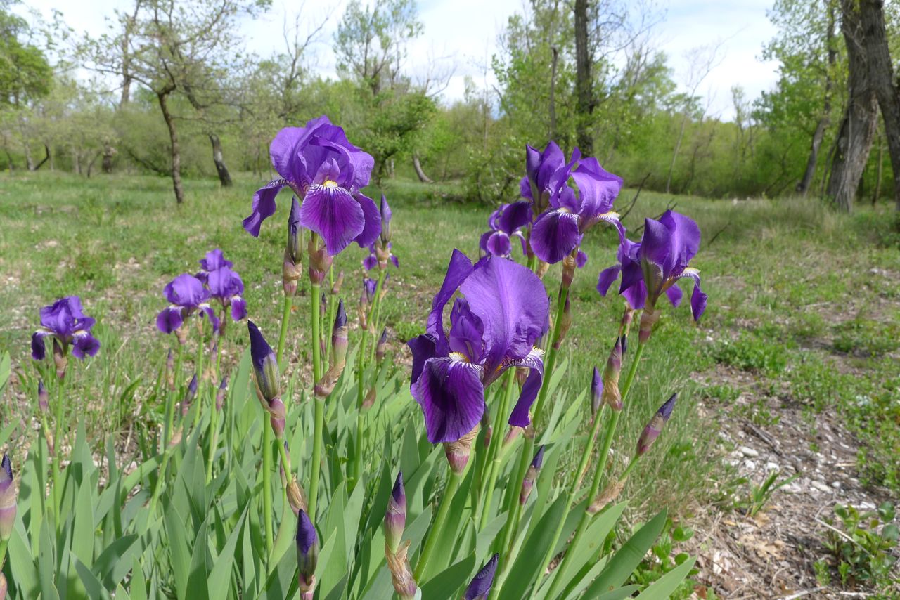 iris_germanica.jpg