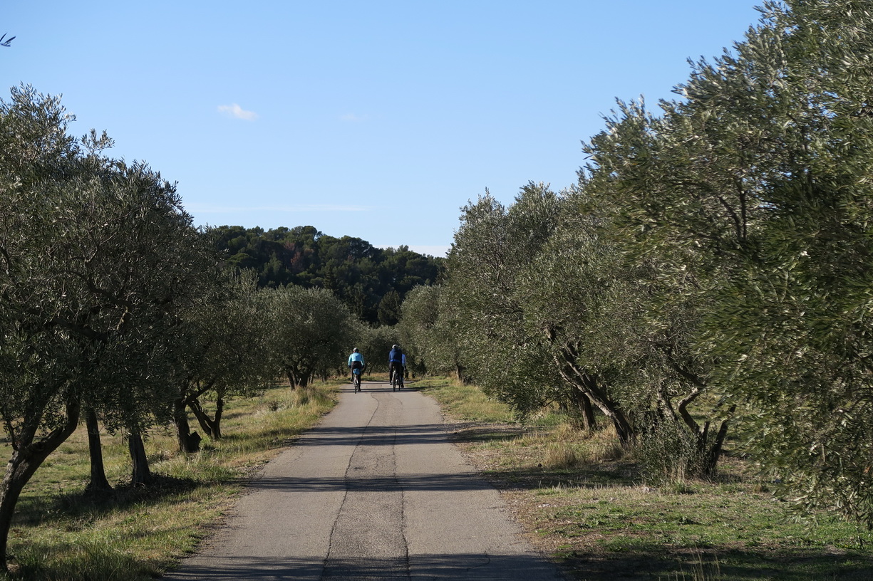 On roule dasn les oliveraies