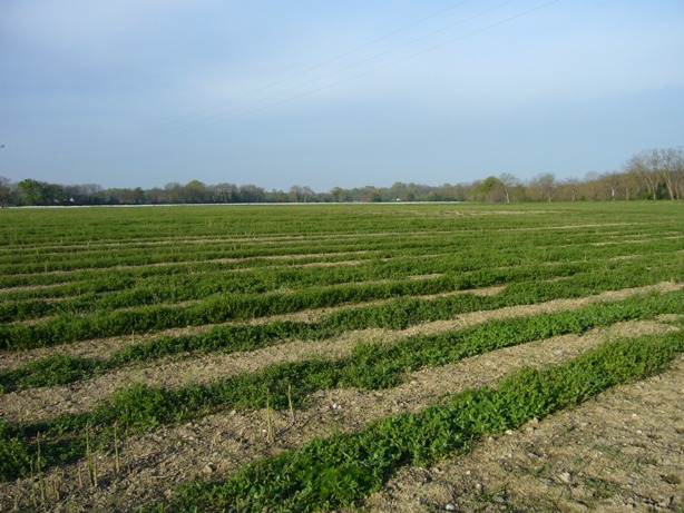 Les champs font plusieurs hectares et il y en a des dizaines.