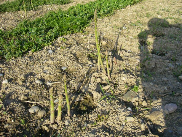 Là c'est un champs d'asperges en mode récupération, les sillons ont étés aplanis et les asperges poussent sans êtres cueillis et deviennent des buissons de plus d'un mètre de haut. L'année prochaine ils seront à nouveau en production.
