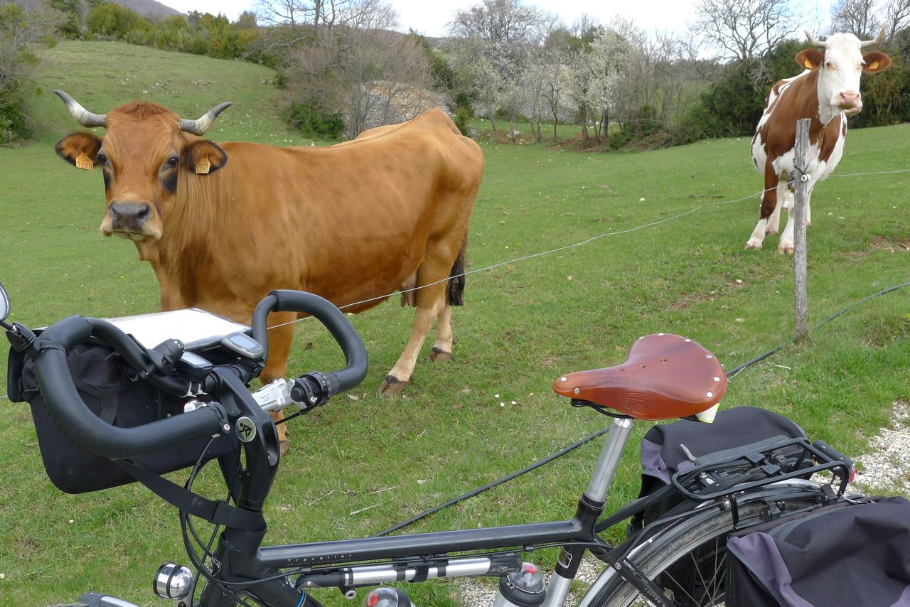 vaches_lablache.jpg