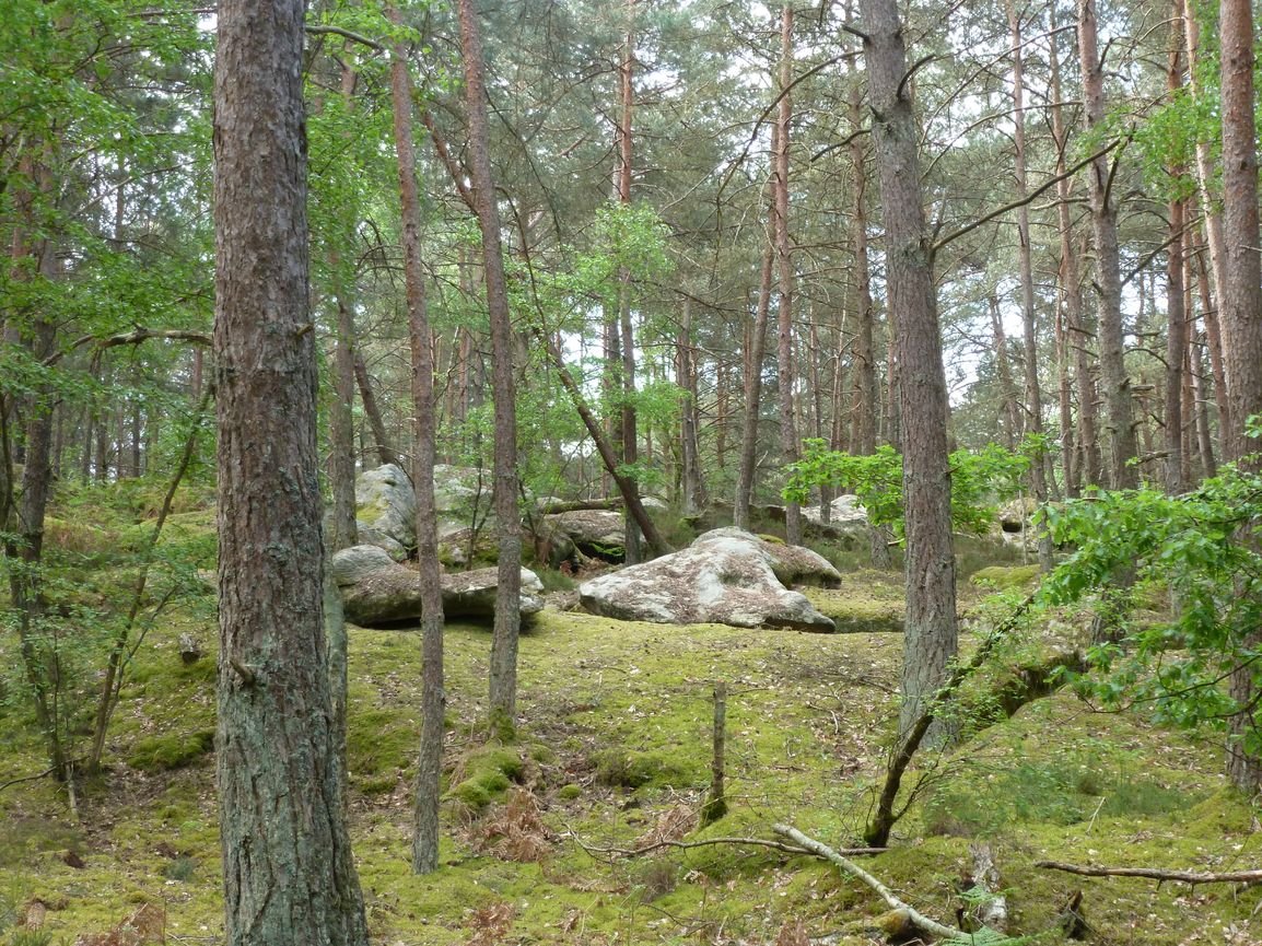 Platière de la Haute Borne
