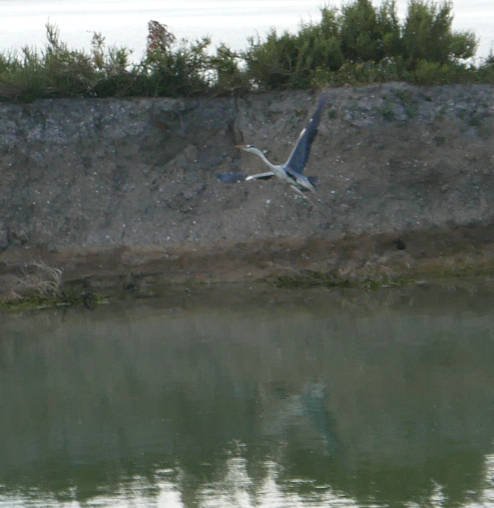 les oiseaux s'envolent, le soir tombe