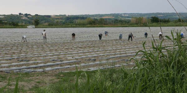 Les ouvriers agricoles accélèrent la cadence avant l'orage