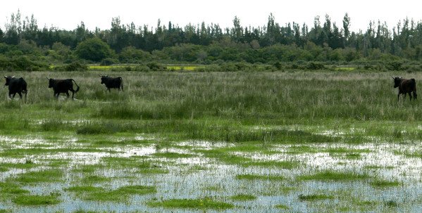 Les taureaux s'enfuient à mon approche