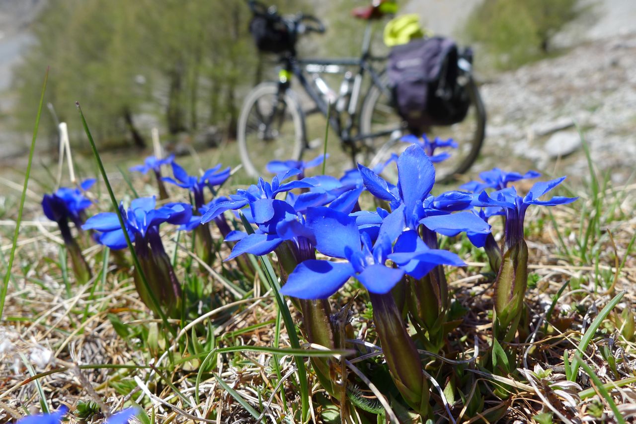 Des gentianes à fleur